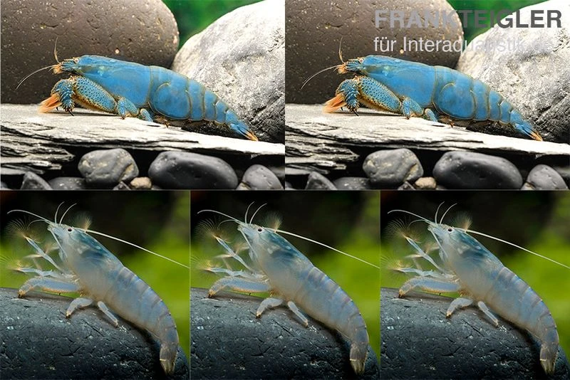 Bundle: Fächergarnelen-Set "Monster-Familie", 2 X Monsterfächergarnele XL + 3 X Monsterfächergarnele M 1 Bundle: Fächergarnelen-Set "Monster-Familie", 2 X Monsterfächergarnele XL + 3 X Monsterfächergarnele M