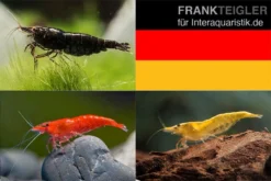 Bundle: Zwerggarnelen-Set "Deutschland", 5 X Chocolate + 5 X Sakura Red X 5 X Yellow Fire Garnelen