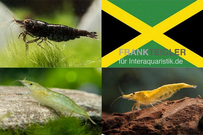 Bundle: Zwerggarnelen-Set "Jamaica", 5 X Chocolate + 5 X Grüne + 5 X Yellow Fire Garnelen 1 Bundle: Zwerggarnelen-Set "Jamaica", 5 X Chocolate + 5 X Grüne + 5 X Yellow Fire Garnelen