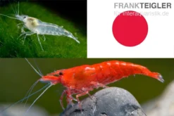 Bundle: Zwerggarnelen-Set "Japan", 10 X Sakura Red + 10 X White Pearl Garnelen