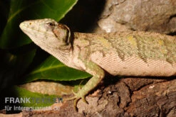 Buntleguan, Polychrus Marmoratus -Huisdierbenodigdheden Serie Buntleguan Polychrus marmoratus 3