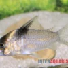 Burgessi-Panzerwels, Corydoras Cf. Burgessi CW 98