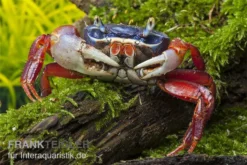 Harlekinkrabbe, Cardisoma Armatum -Huisdierbenodigdheden Serie Cardisoma armatum 4