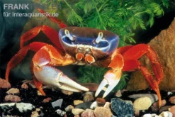 Harlekinkrabbe, Cardisoma Armatum