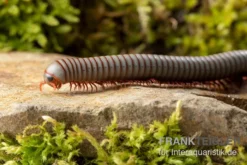 Caudulanus-Tausendfüßer, Spirobolus Caudulanus -Huisdierbenodigdheden Serie Caudulanus Tausendfuesser Spirobolus caudulanus 4