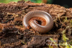Caudulanus-Tausendfüßer, Spirobolus Caudulanus -Huisdierbenodigdheden Serie Caudulanus Tausendfuesser Spirobolus caudulanus 5