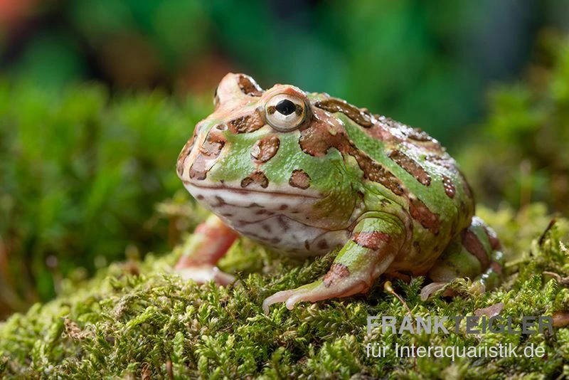 Camouflage-Pacman-Frog, Ceratophrys Cranwelli Camouflage 1 Camouflage-Pacman-Frog, Ceratophrys Cranwelli Camouflage