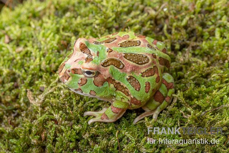 Camouflage-Pacman-Frog, Ceratophrys Cranwelli Camouflage 2 Camouflage-Pacman-Frog, Ceratophrys Cranwelli Camouflage – Bild 2