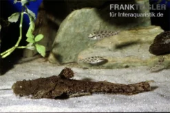 Großmaulwels, Chaca Chaca -Huisdierbenodigdheden Serie Chaca chaca