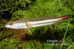 Goldlinienschlangenkopffisch, Channa Micropeltes -Huisdierbenodigdheden Serie Channa micropeltes Goldlinienschlangenkopf