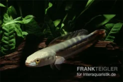 Goldlinienschlangenkopffisch, Channa Micropeltes -Huisdierbenodigdheden Serie Channa micropeltes Goldlinienschlangenkopf 3
