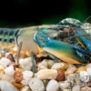 Cherax "Blue Lightning Striped", Cherax Misolicus