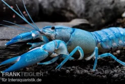 Blauer Yabby, Cherax Destructor "Blue Pearl" -Huisdierbenodigdheden Serie Cherax destructor Blue Pearl 8