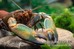Cherax Sp. "Red Chilli Blue Claw'