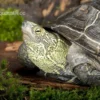 Chinesische Dreikielschildkröte, Mauremys Reevesii