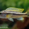 Chipoka Maulbrüter, Melanochromis Chipokae, DNZ