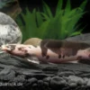 Froschwels Marmor, Clarias Batrachus