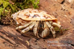 5 Kleine Landeinsiedlerkrebse, Coenobita Spec. -Huisdierbenodigdheden Serie Coenobita White Tiger 8
