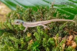 Conrau`s Zwerggecko, Lygodactylus Conraui -Huisdierbenodigdheden Serie Conraus Zwerggecko Lygodactylus conraui 3