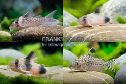 15x Panzerwels Im Mix, Corydoras Sp.