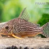 Sterbas Panzerwels, Corydoras Sterbai
