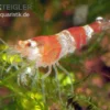 Bundle: 10x Crystal Red Garnele, Caridina Logemanni + Moos