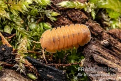 Mandarin-Assel, Cubaris Sp. “RubberduckyMandarin” -Huisdierbenodigdheden Serie Cubaris sp Rubberducky Mandarin Assel