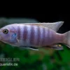 Axelrods Zwergmaulbrüter, Cynotilapia Axelrodi