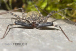 Geisselspinne, Damon Diadema