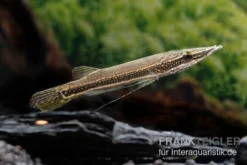 Diamant-Hechtkopf, Luciocephalus Aura -Huisdierbenodigdheden Serie Diamant Hechtkopf Luciocephalus aura neu 2