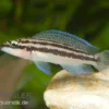 Dickfelds Schlankcichlide, Julidochromis Dickfeldi