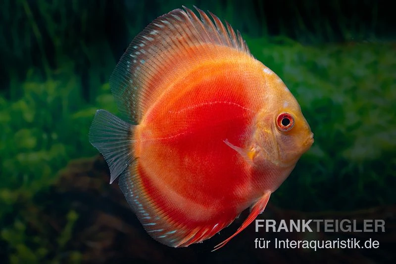 Diskusfisch ASIA-NZ, Symphysodon Discus Marlboro Red 1 Diskusfisch ASIA-NZ, Symphysodon Discus Marlboro Red