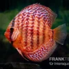 Diskusfisch ASIA-NZ, Symphysodon Discus Red Turquoise (Red Royal)