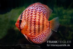 Diskusfisch ASIA-NZ, Symphysodon Discus Red Turquoise (Red Royal)