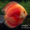 Diskusfisch ASIA-NZ, Symphysodon Discus Red Ruby