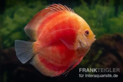 Diskusfisch ASIA-NZ, Symphysodon Discus Red Ruby