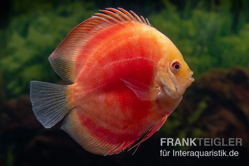 Diskusfisch ASIA-NZ, Symphysodon Discus Red Ruby 1 Diskusfisch ASIA-NZ, Symphysodon Discus Red Ruby