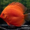 Diskusfisch ASIA-NZ, Symphysodon Discus Super Red