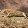 Dumérils Fransenfingereidechse, Acanthodactylus Scutellatus