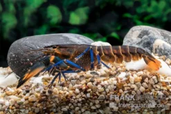 Dunkelblauer Krebs Variante III, Cherax Sp. "Blue Moon Type III" -Huisdierbenodigdheden Serie Dunkelblauer Krebs Variante III Cherax sp Blue Moon Type III 4