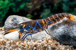 Dunkelblauer Krebs Variante III, Cherax Sp. "Blue Moon Type III" -Huisdierbenodigdheden Serie Dunkelblauer Krebs Variante III Cherax sp Blue Moon Type III 5