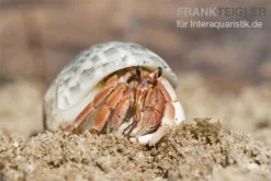 5 Kleine Landeinsiedlerkrebse, Coenobita Spec. -Huisdierbenodigdheden Serie Einsiedlerkrebs 2 1