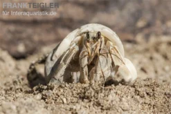 5 Kleine Landeinsiedlerkrebse, Coenobita Spec. -Huisdierbenodigdheden Serie Einsiedlerkrebs 3 1