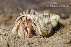 5 Kleine Landeinsiedlerkrebse, Coenobita Spec. -Huisdierbenodigdheden Serie Einsiedlerkrebs 3