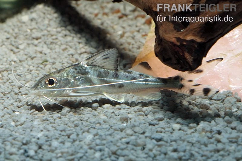 Engel-Antennenwels, Pimelodus Pictus 2 Engel-Antennenwels, Pimelodus Pictus – Bild 2