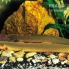 Flösselaal, Erpetoichthys Calabaricus, 18-25 Cm