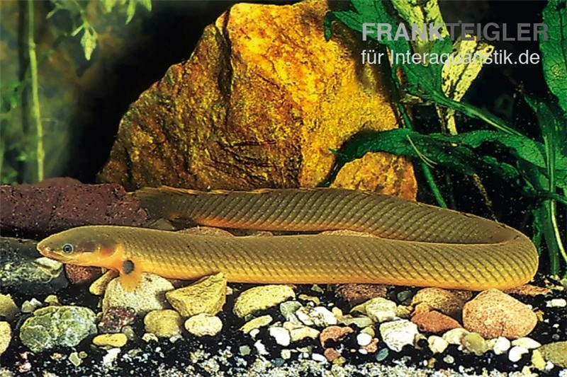 Flösselaal, Erpetoichthys Calabaricus, 18-25 Cm 1 Flösselaal, Erpetoichthys Calabaricus, 18-25 Cm