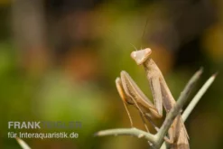 Europäische Gottesanbeterin, Mantis Religiosa -Huisdierbenodigdheden Serie Europaeische Gottesanbeterin Mantis religiosa