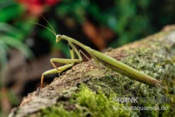 Europäische Gottesanbeterin, Mantis Religiosa -Huisdierbenodigdheden Serie Europaeische Gottesanbeterin Mantis religiosa neu 3