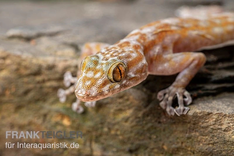 Fächerfingergecko, Ptyodactylus Ragazzi 1 Fächerfingergecko, Ptyodactylus Ragazzi
